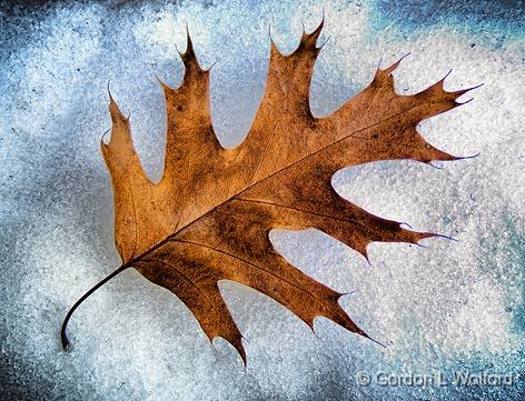 Oak Leaf On Ice_DSCF03226.jpg - Photographed at Smiths Falls, Ontario, Canada.